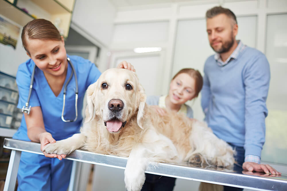 Clinique vétérinaire de la Paix - Que faire si votre animal à